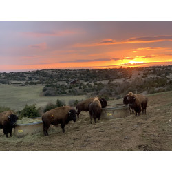 Randals Bison: un ranch au pays
du Montana français. Photo: Alexandre Mazzocco ou
Randals Bison.