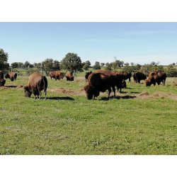 L’Auvergne terre du bison et de la country