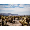 Cholla Cactus Garden Trail est une marche reposante d’où vous pourrez admirer le bassin Pinto.